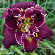 Midnight Moon Rising Daylily